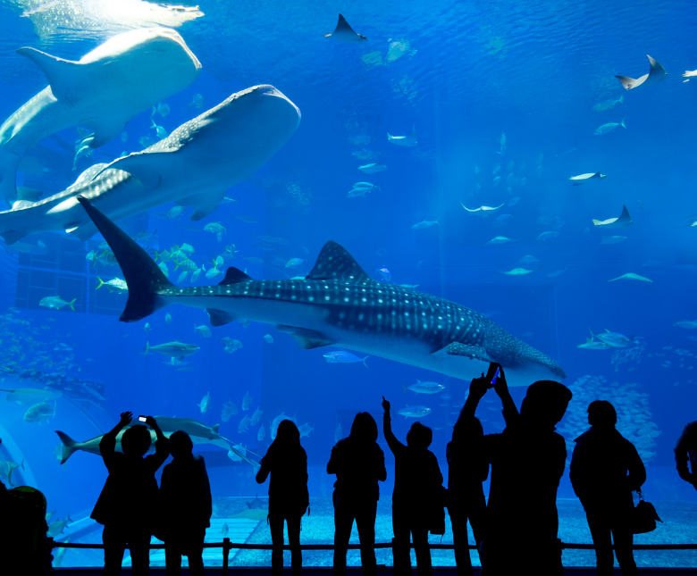 Antalya Aquarium with Shuttle
